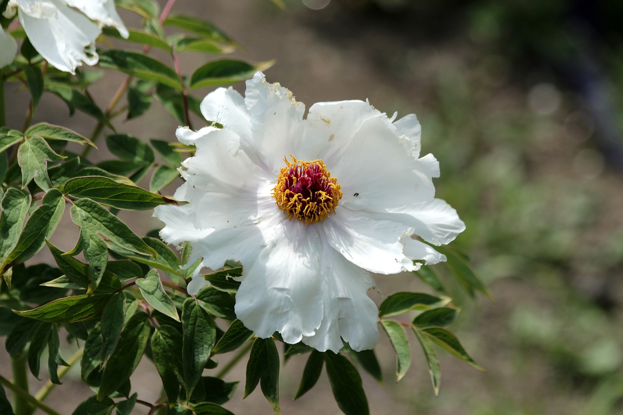 peony  flowers  bright free photo