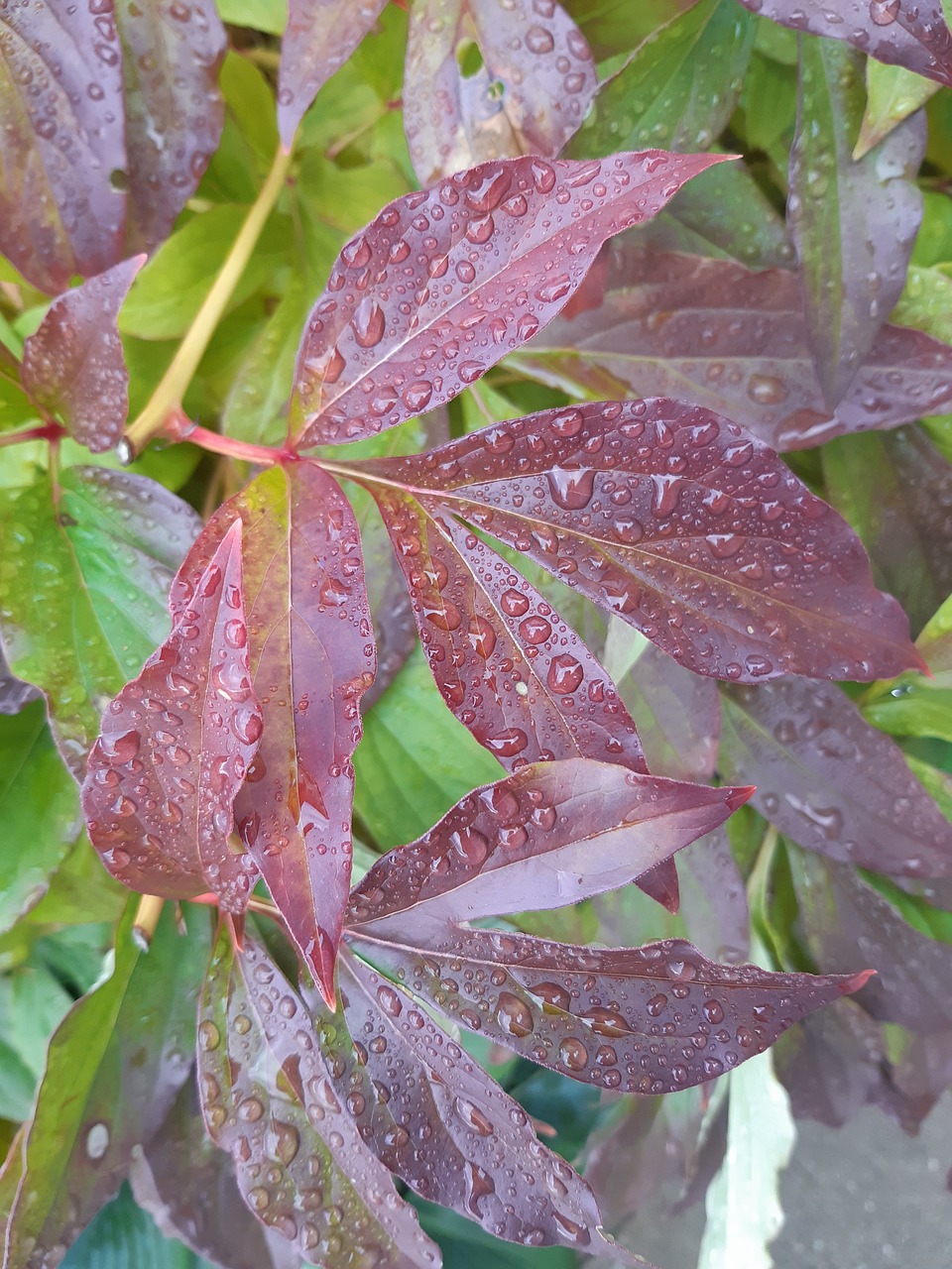 peony  leaves  wet free photo