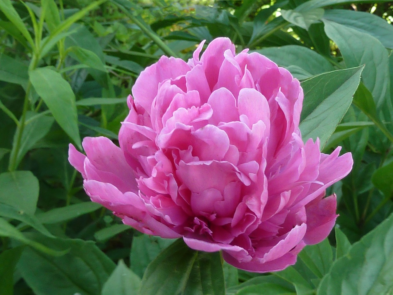 peony pink flower free photo