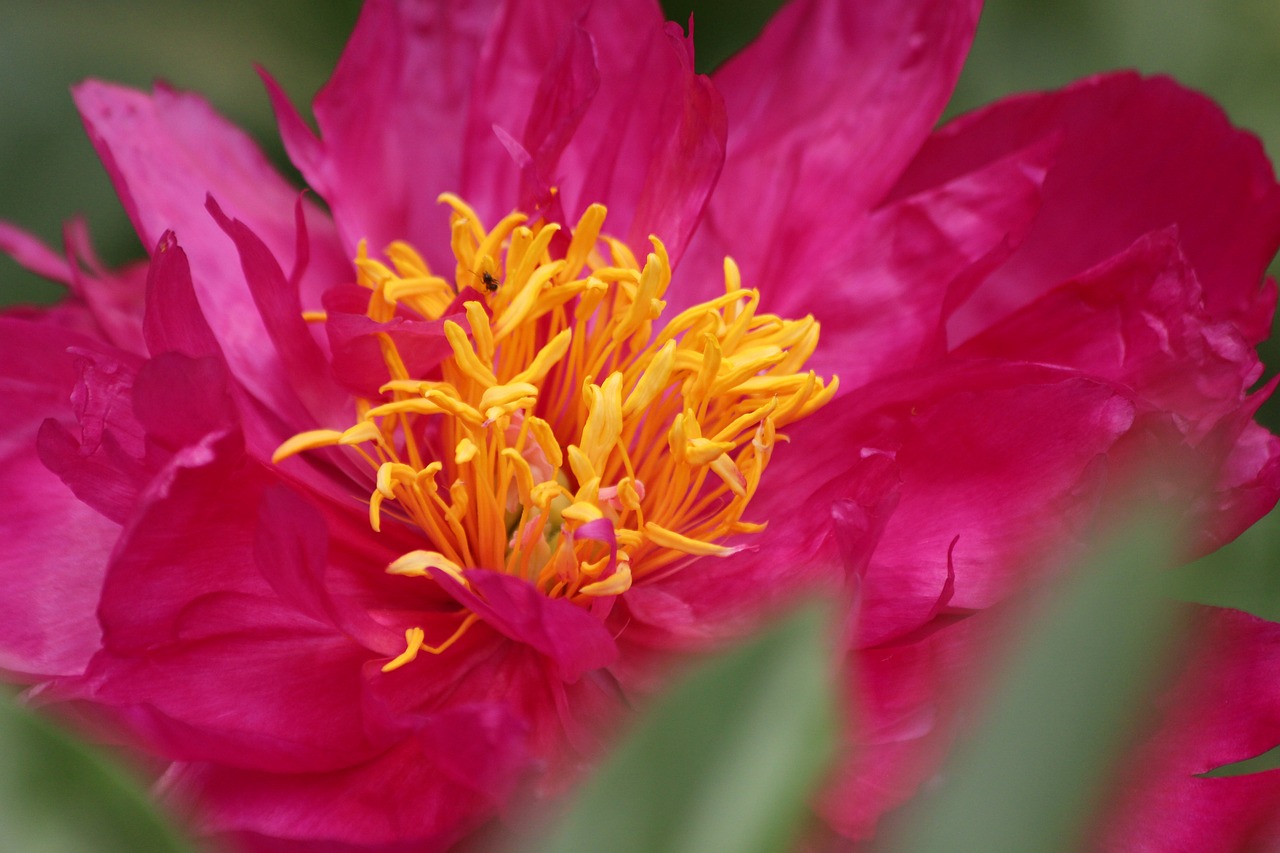 peony  pink flower  closeup free photo