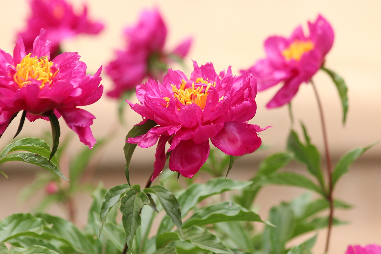 peony  pink flower  closeup free photo