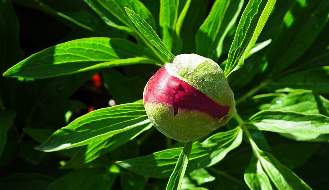 peony  bud  spring free photo