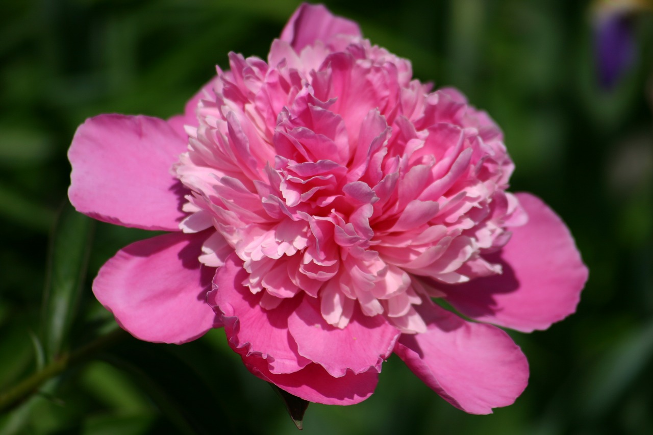 peony  flower  flora free photo