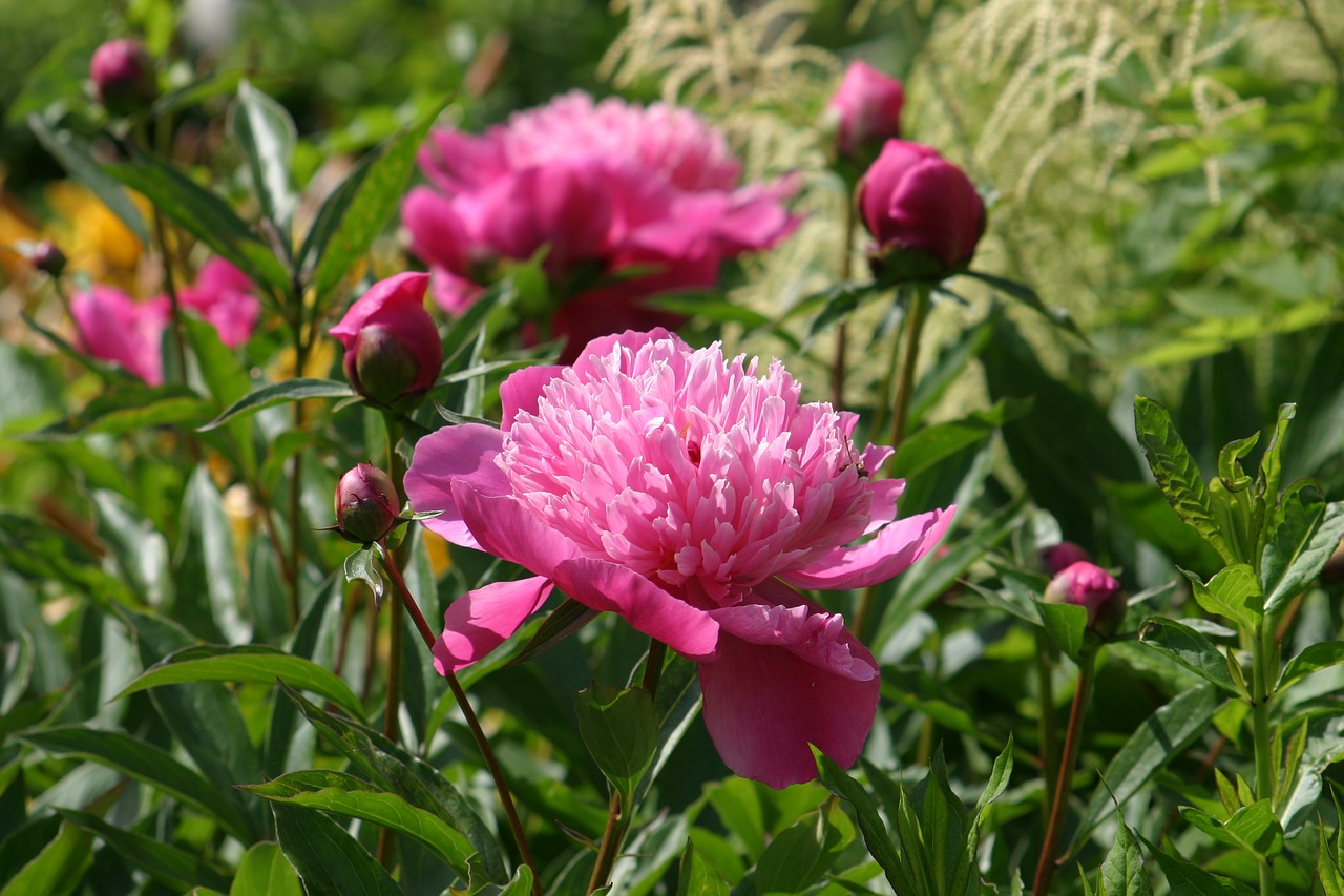 peony  garden  blossom free photo