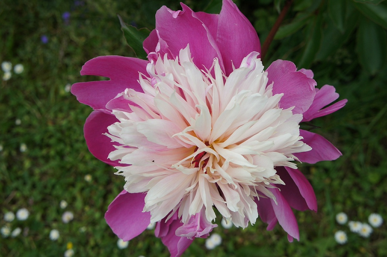 peony blossom bloom free photo