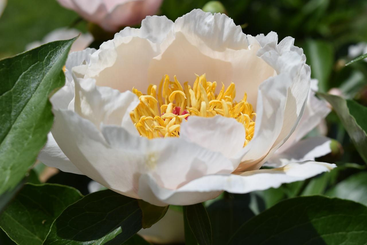 peony  magnolia  spring flower free photo