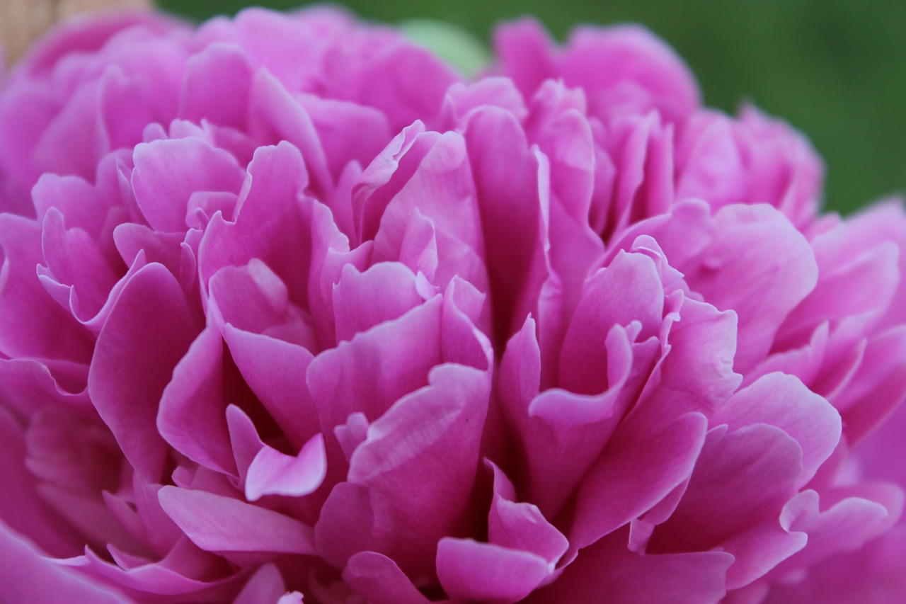 peony  flowers  pink free photo