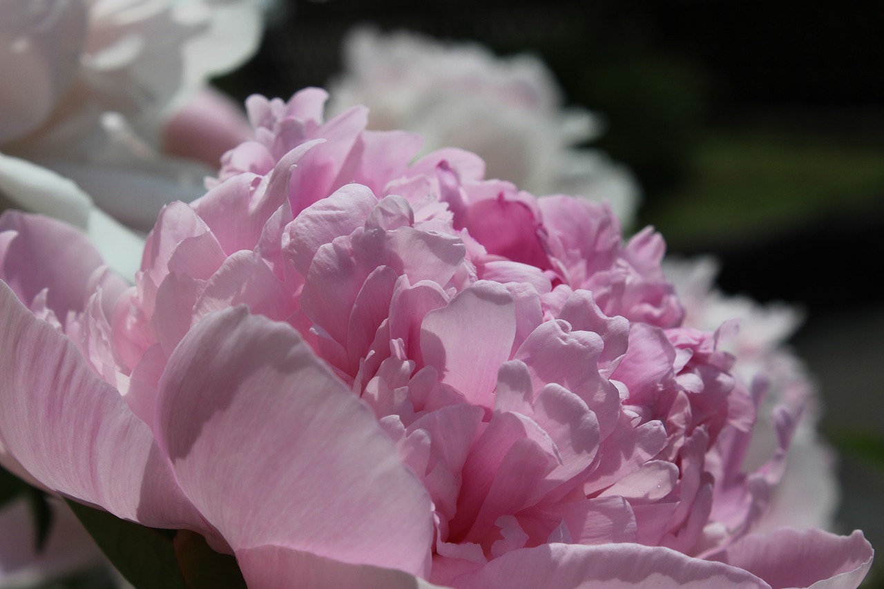 peony  blossom  bloom free photo