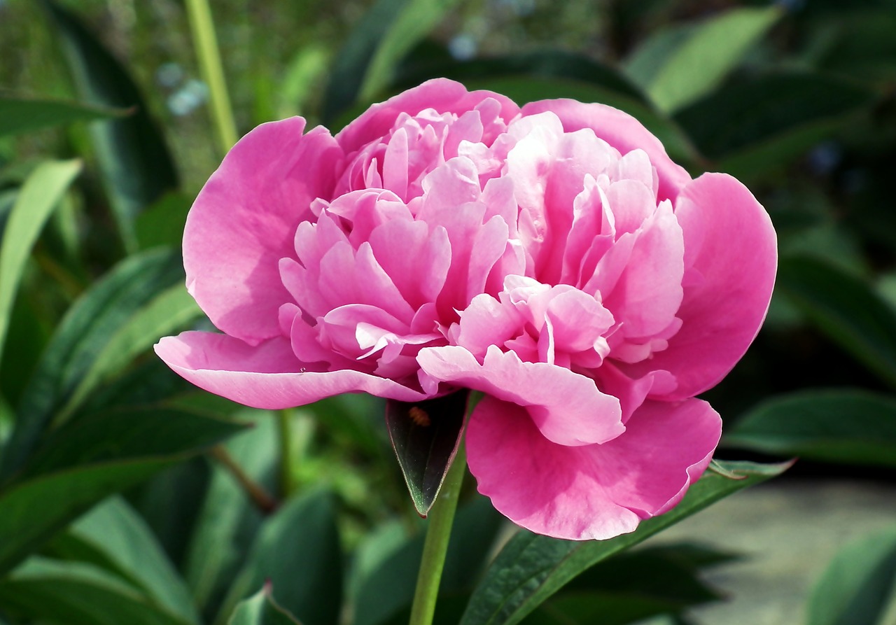 peony  pink  flower free photo