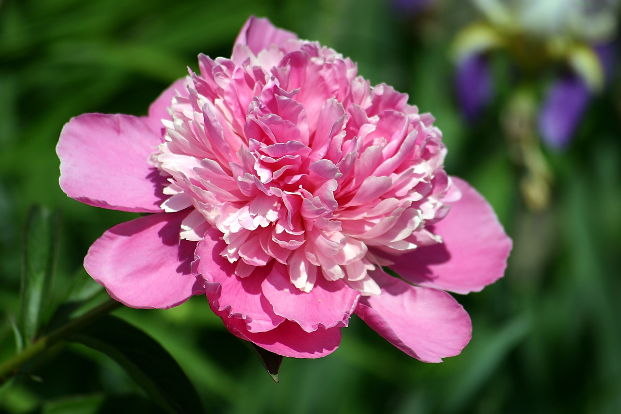 peony  garden  blossom free photo