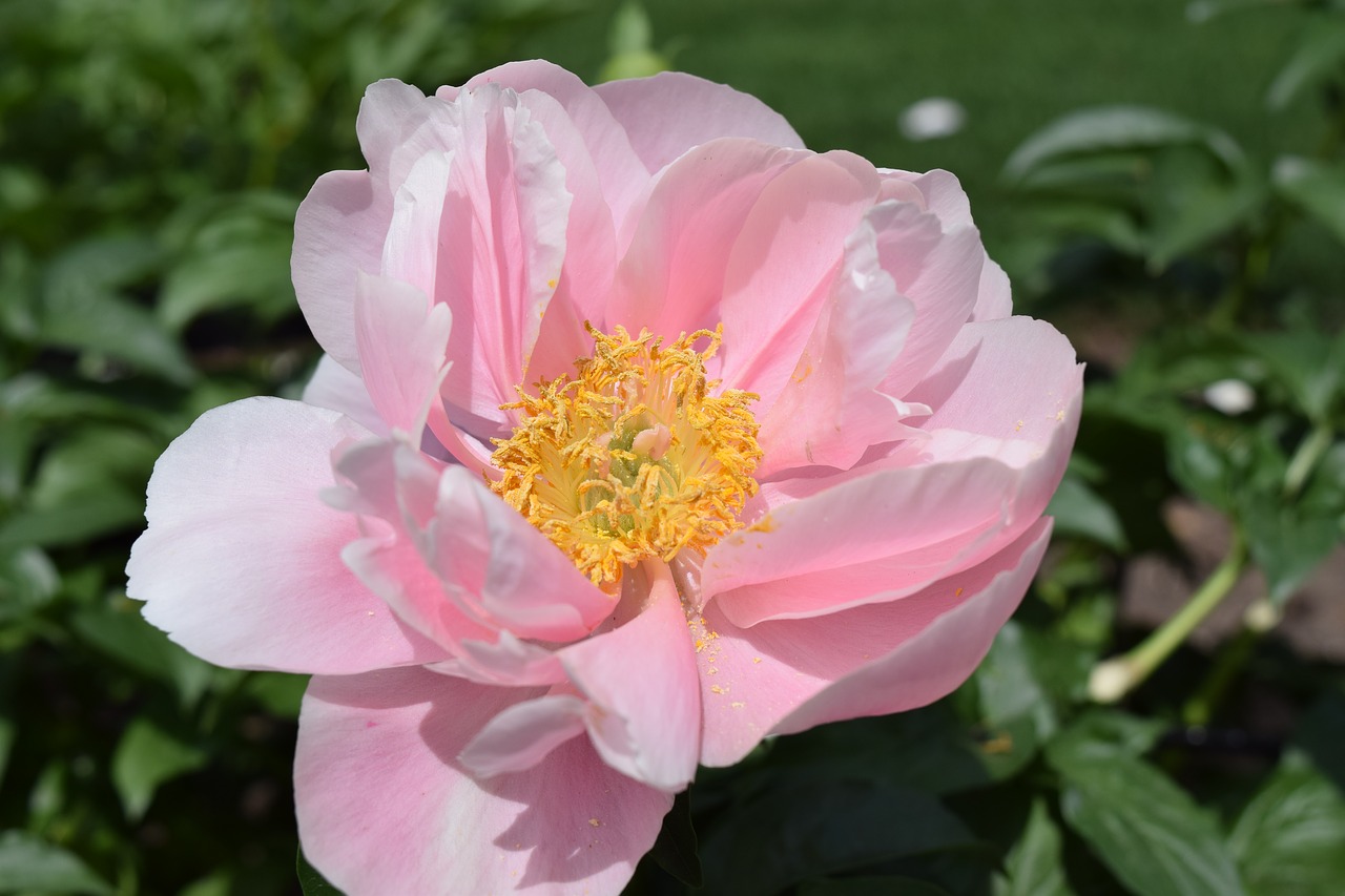 peony  peonies  flower free photo