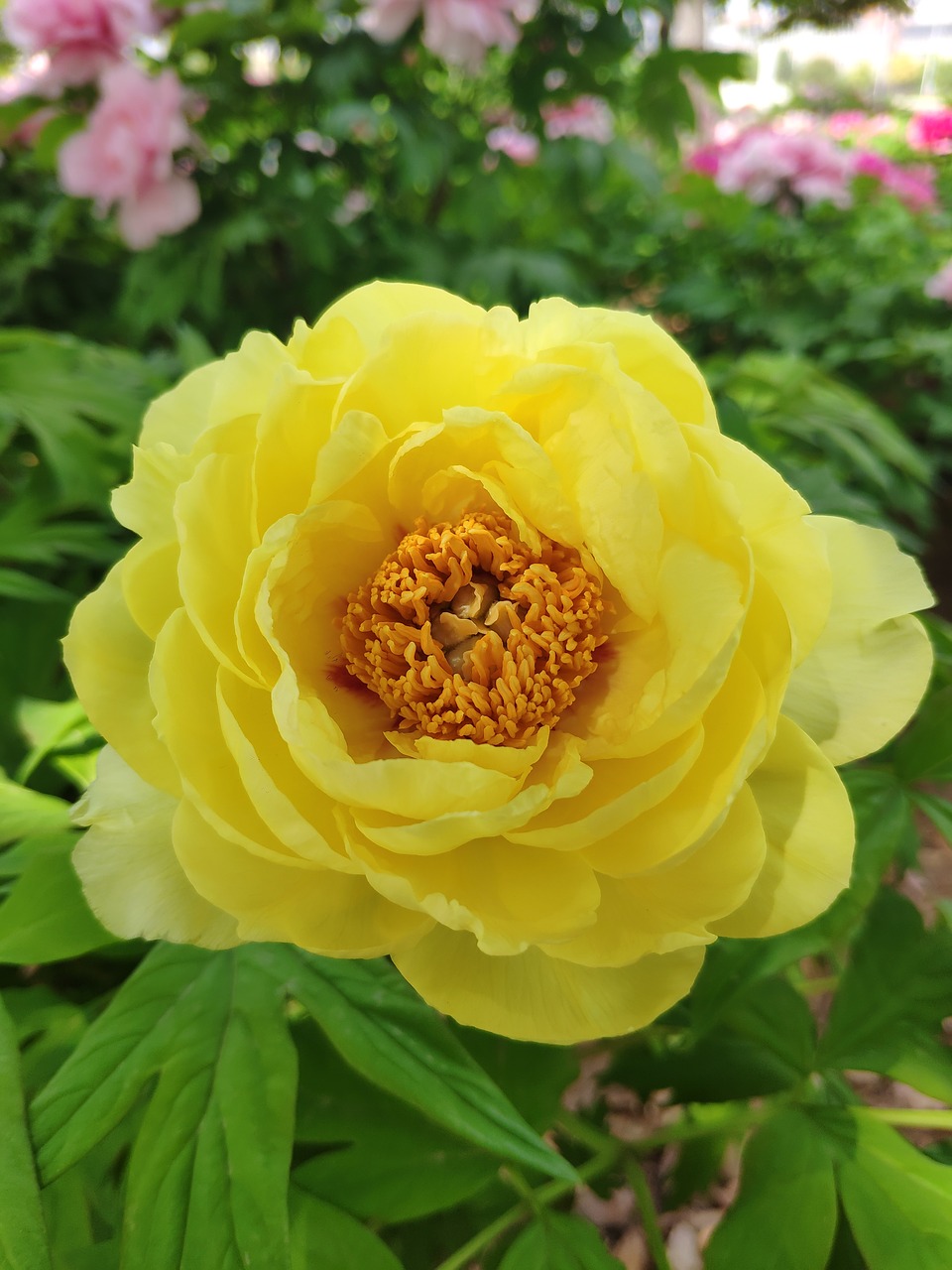 peony  in full bloom  flower free photo