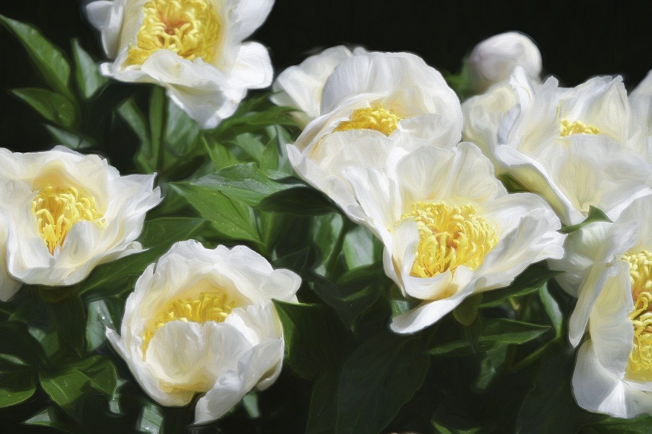 peony  peonies  white free photo