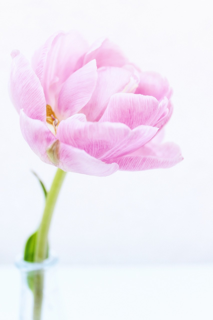 peony  tulips  flowers free photo