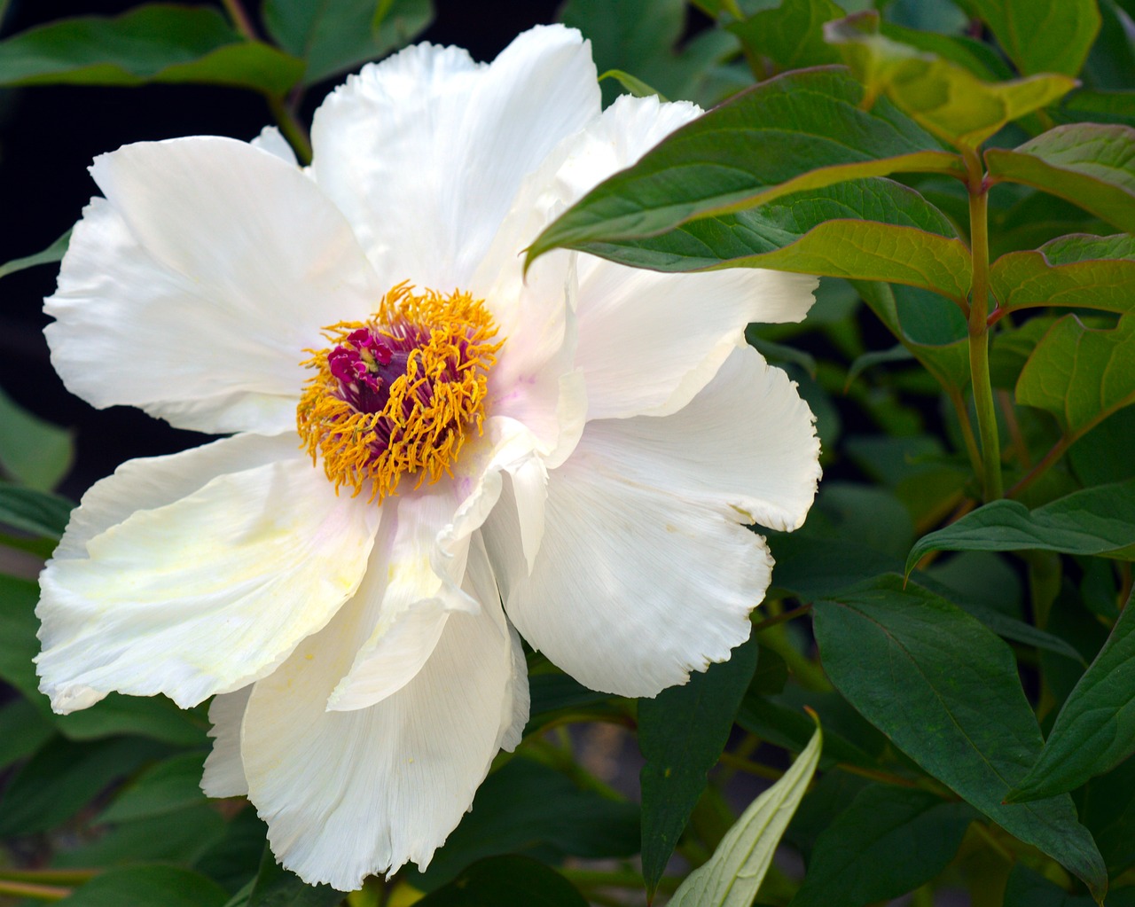 peony  shrub peony  tree peony free photo