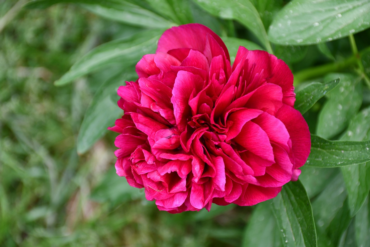 peony  rose  flower free photo