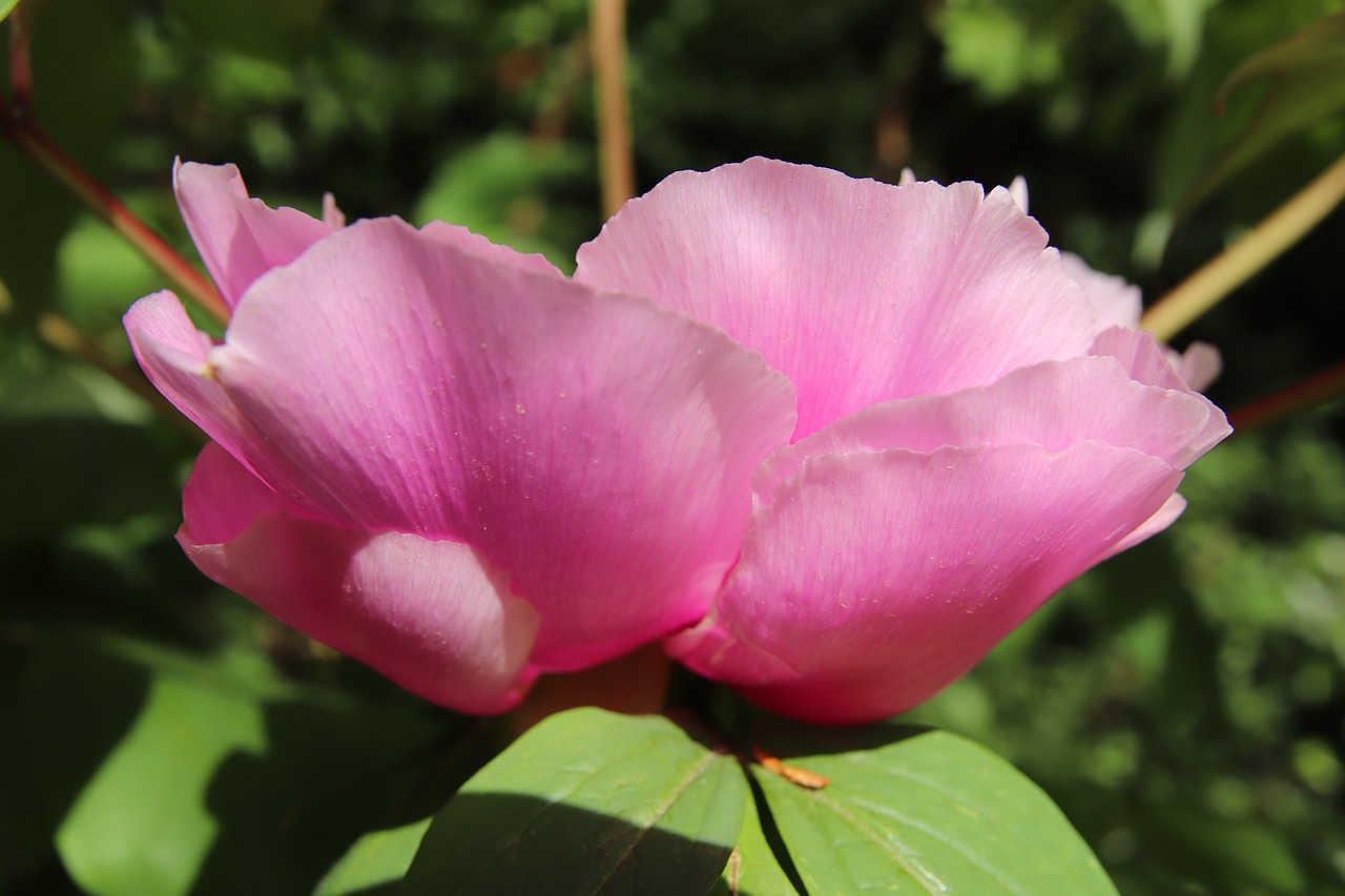 peony  blossom  bloom free photo