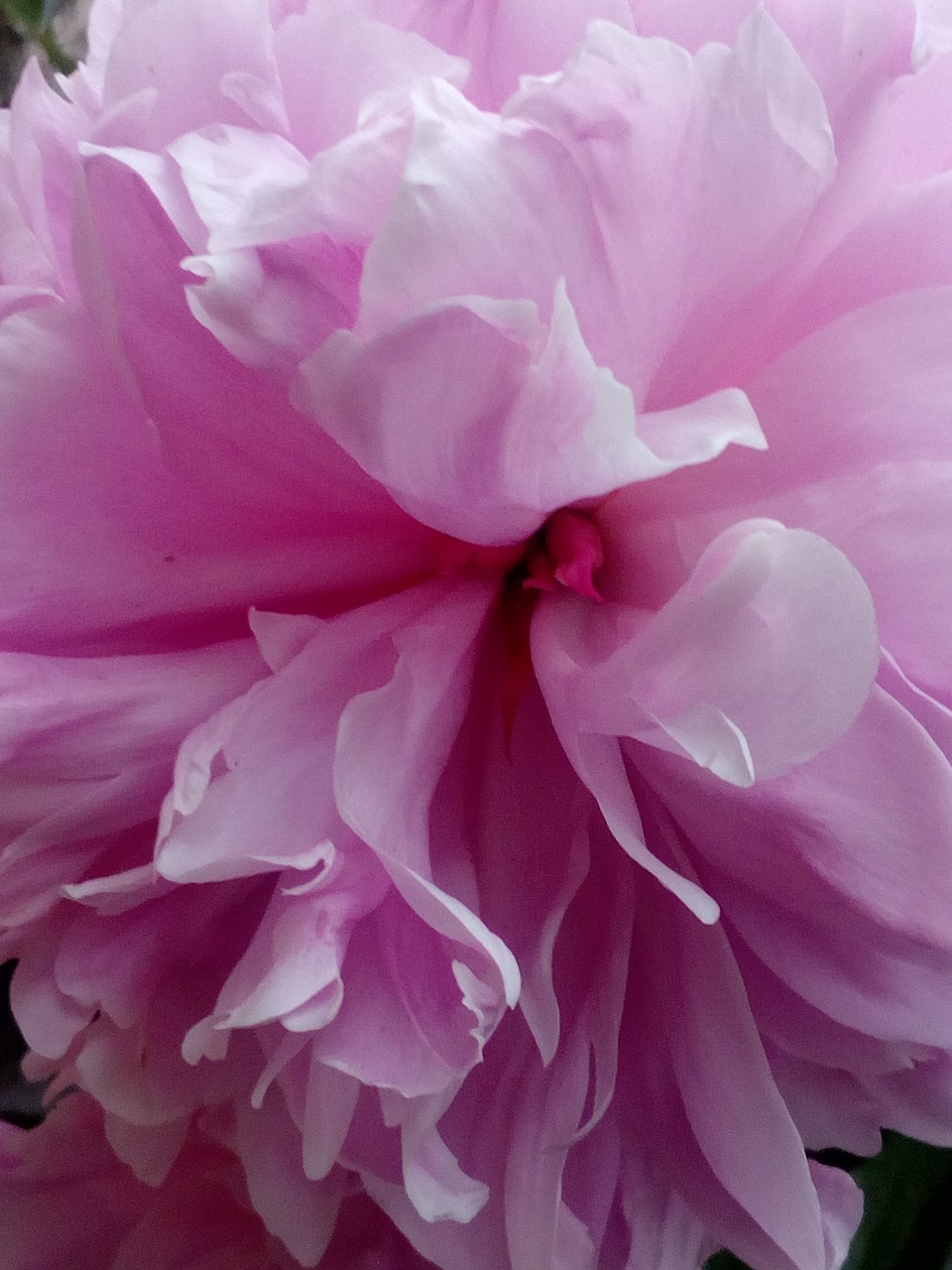 peony  pink  close up free photo