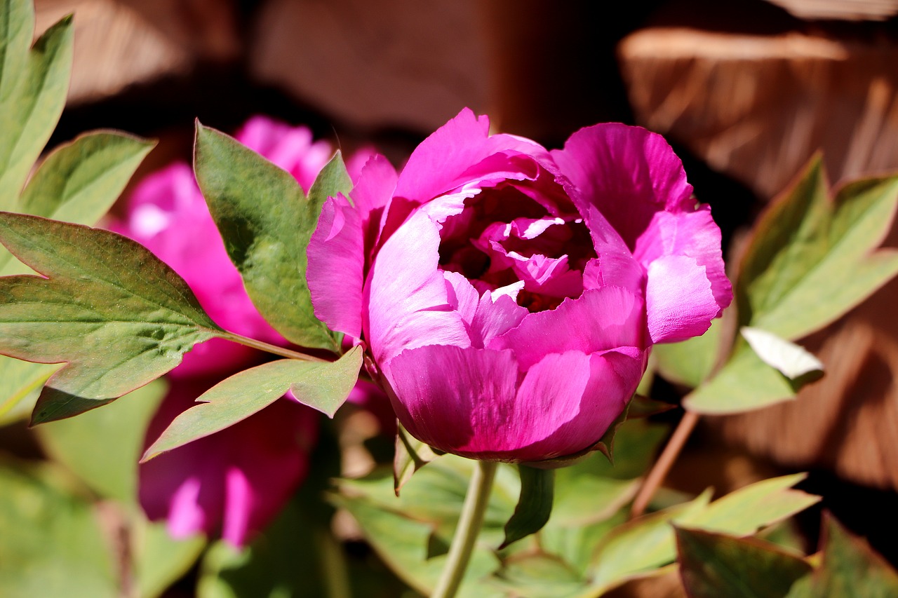 peony  flower  bud free photo