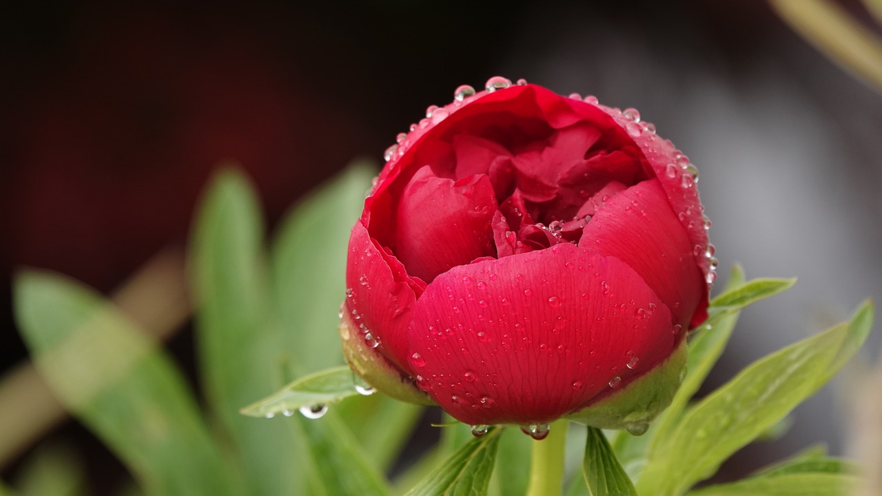 peony  garden  spring free photo