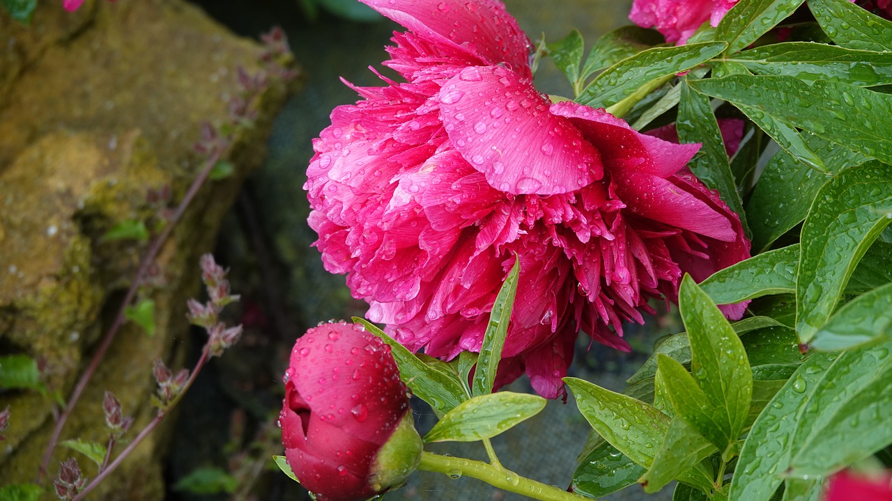 peony  open  garden free photo