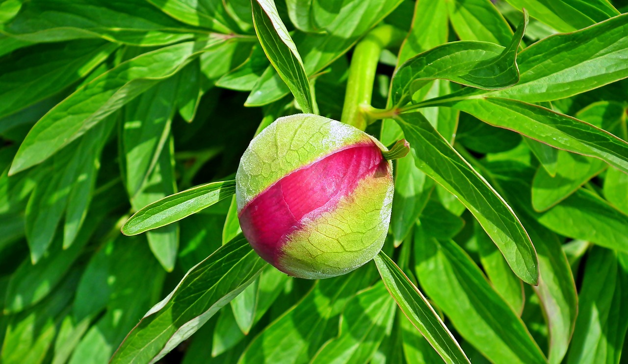 peony  flower  bud free photo