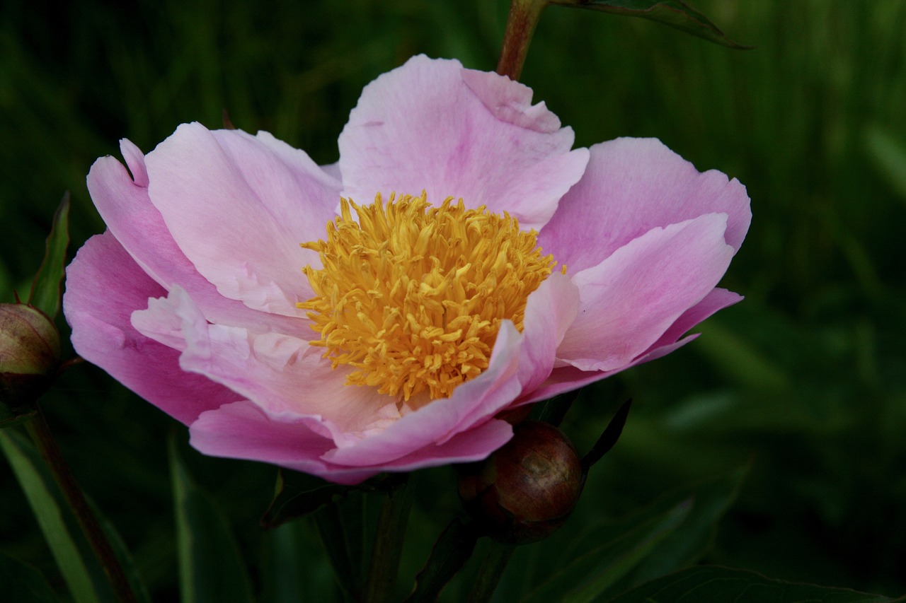 peony  blossom  bloom free photo