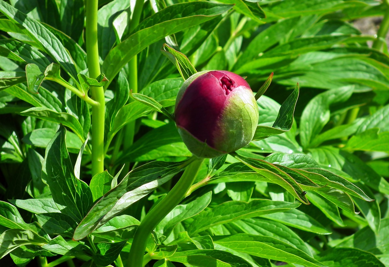 peony  flower  bud free photo