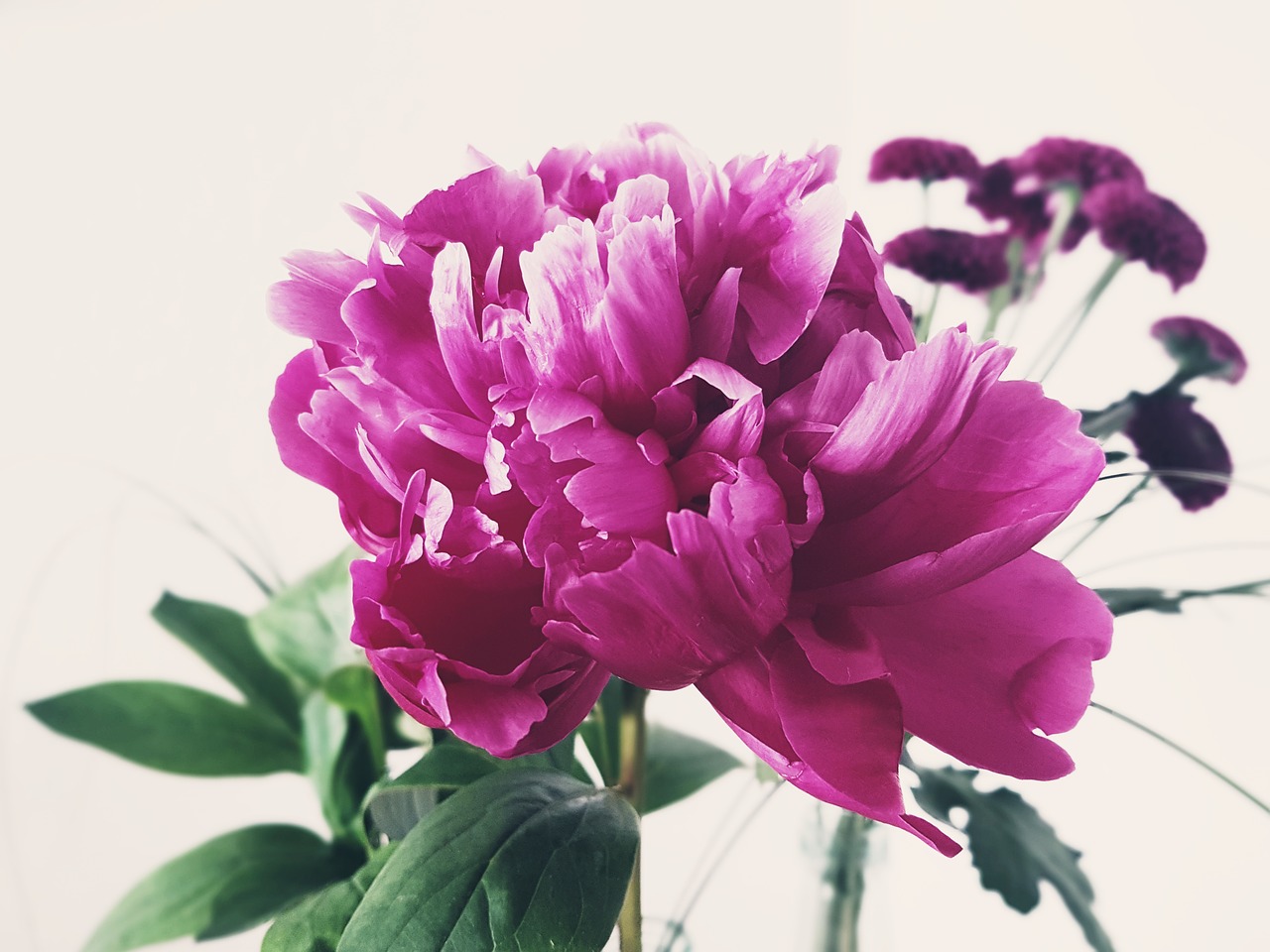 peony  flower  nature free photo