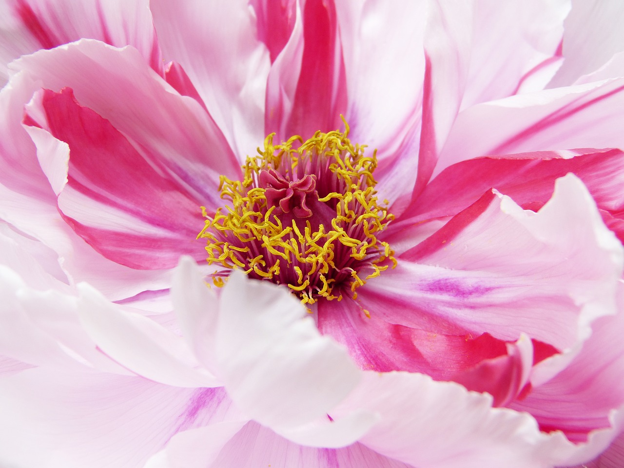 peony  paeonie  blossom free photo