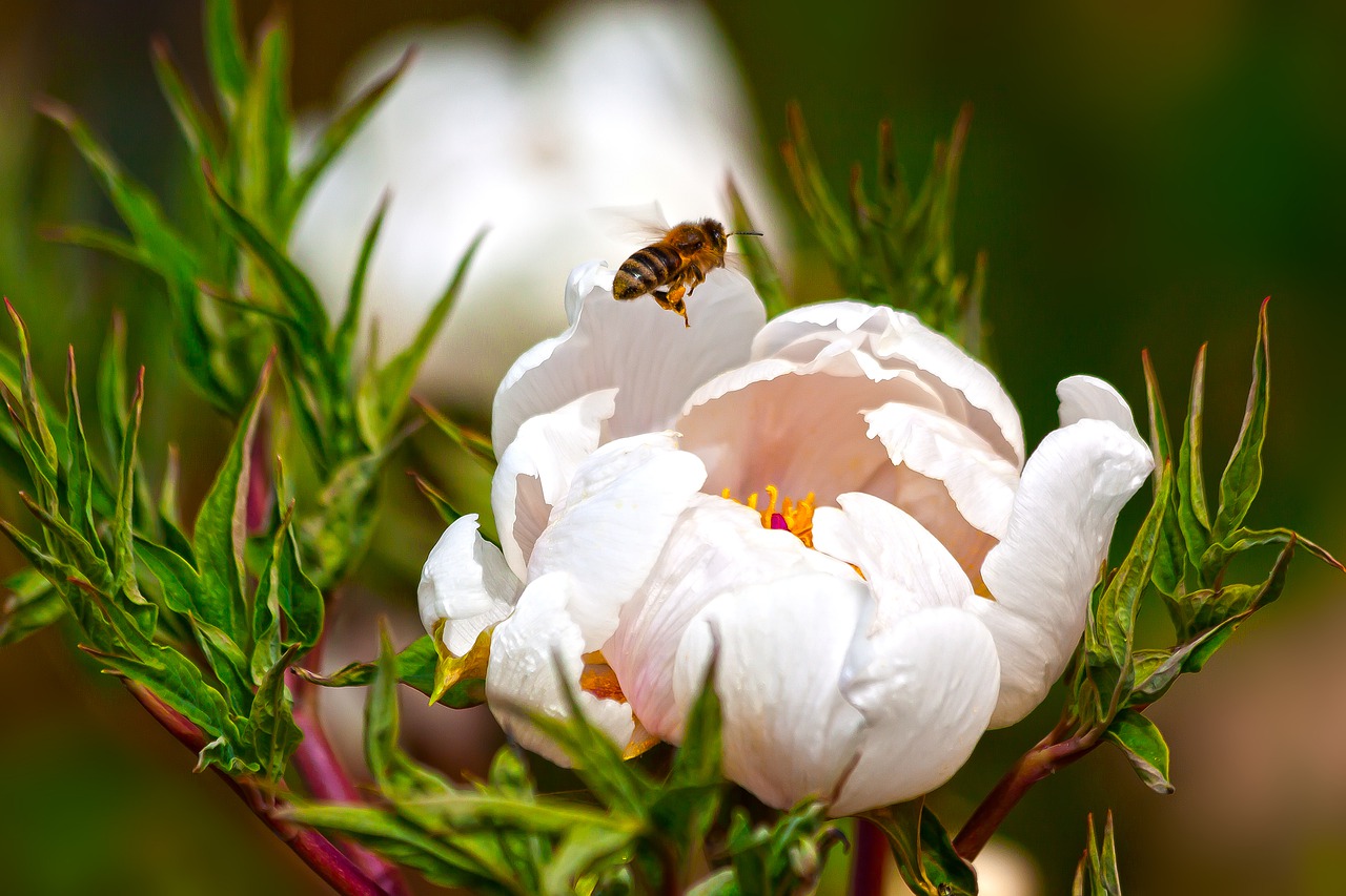 peony  flower  nature free photo