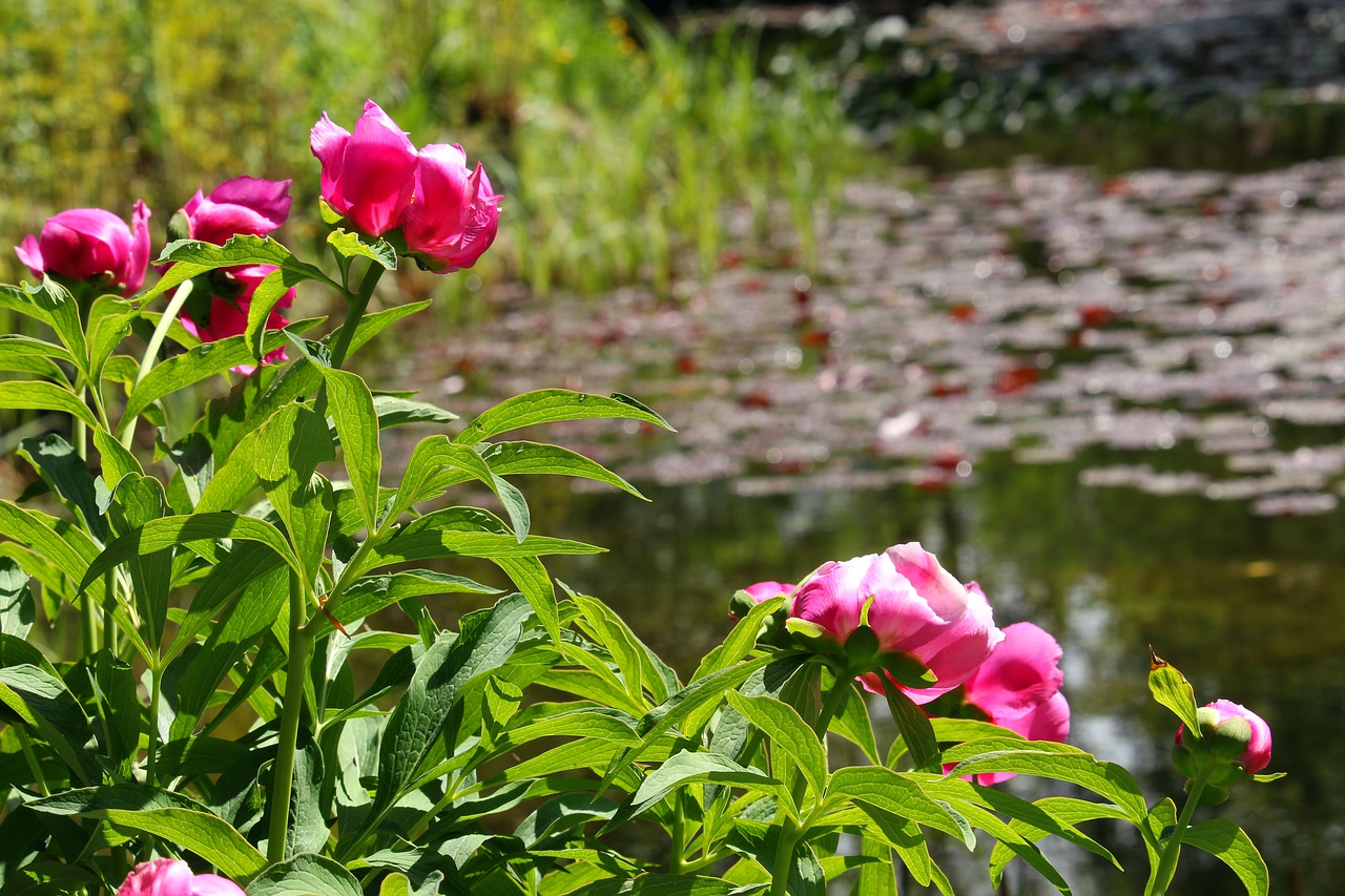 peony  lake  water lilies free photo