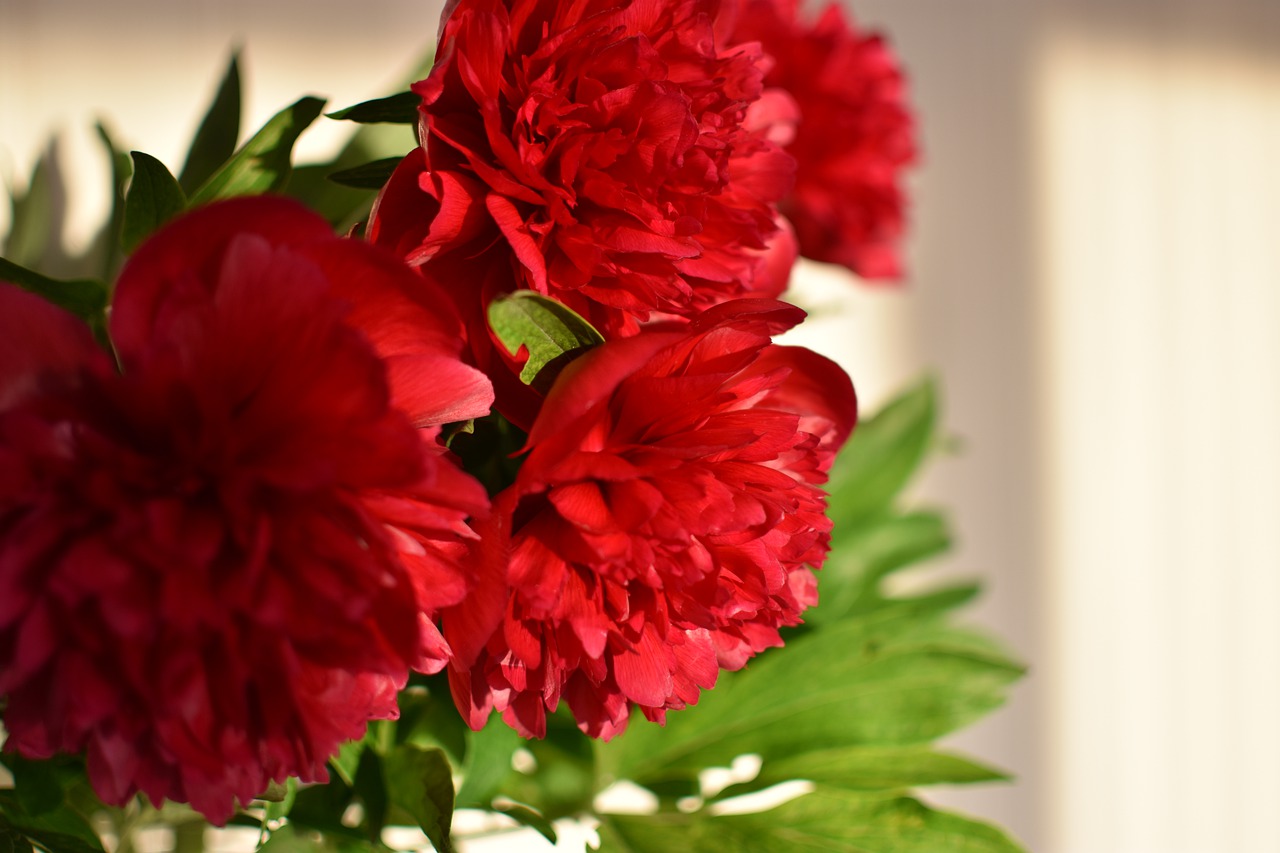 peony  spring  flowers free photo