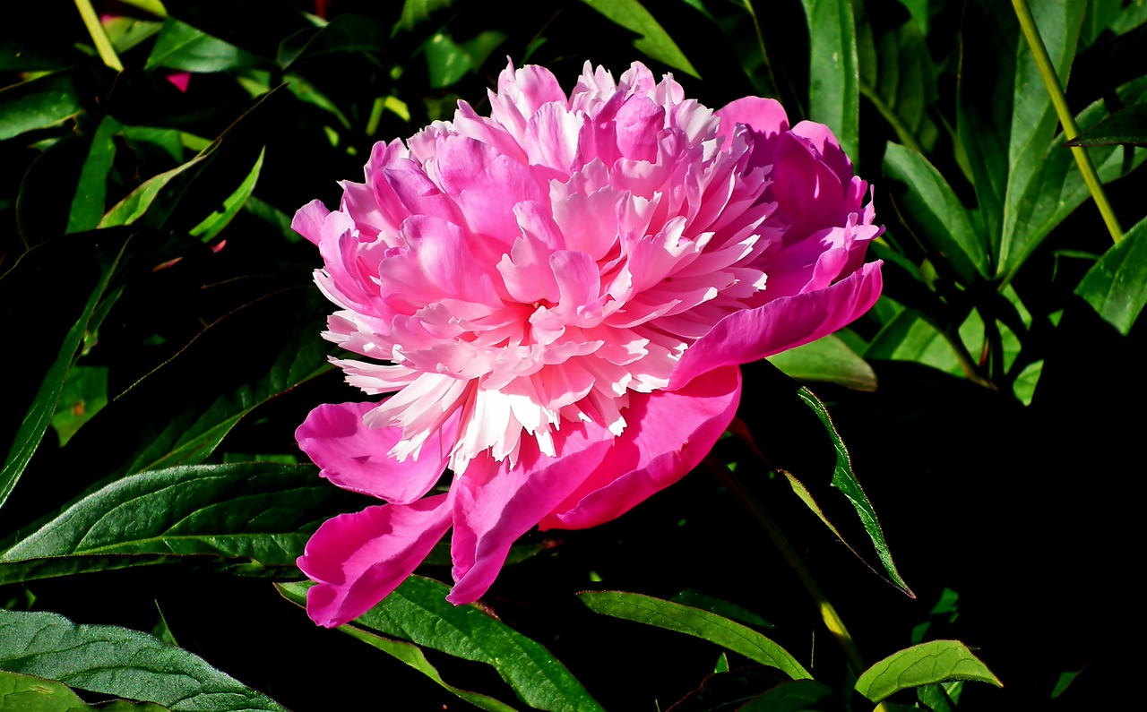 peony  pink  flower free photo