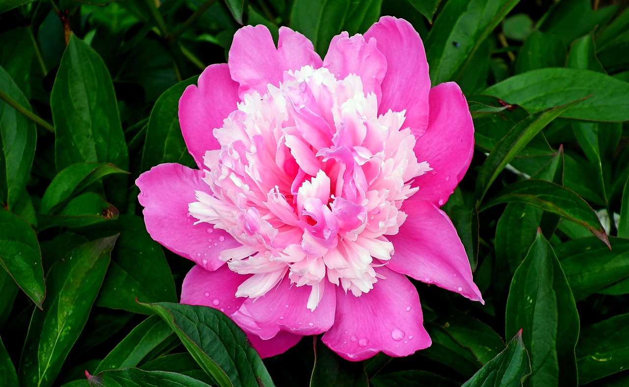 peony  flower  spring free photo