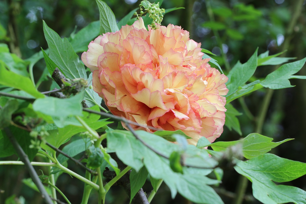 peony  flower  garden free photo