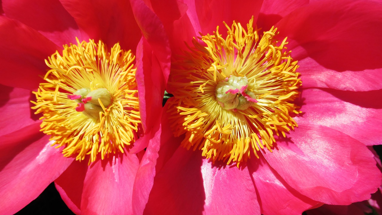 peony  pink  blossom free photo