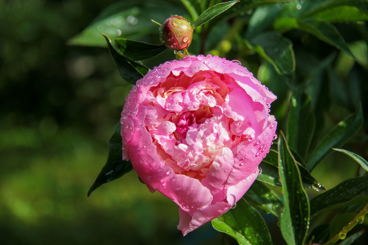 peony  pink  rain free photo