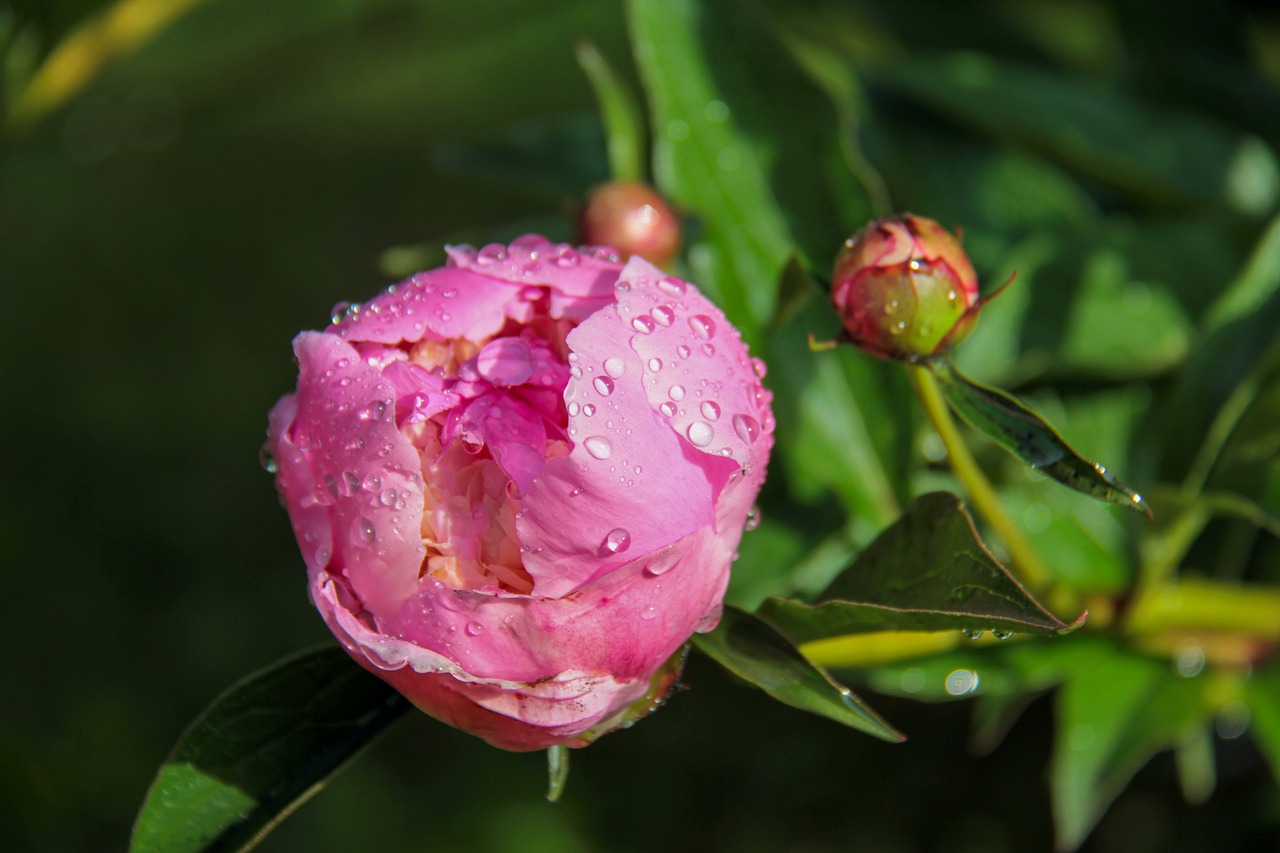 peony  pink  rain free photo