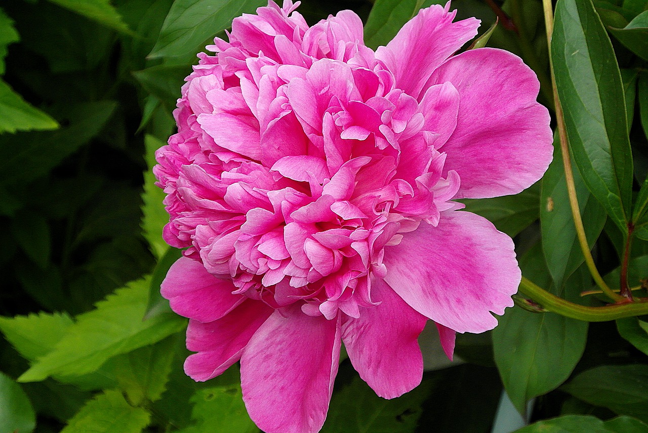 peony  flower  pink free photo