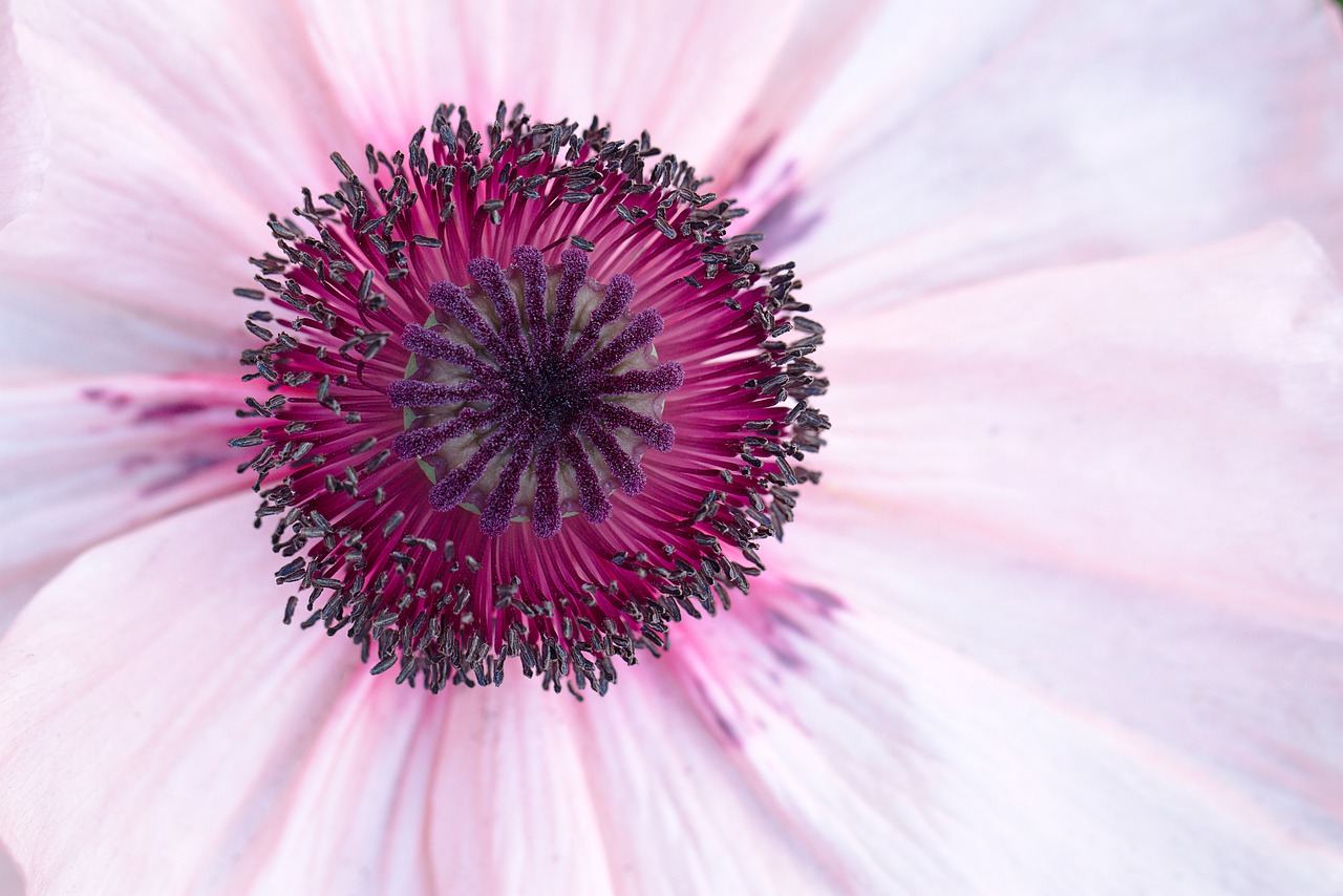 peony  close up  flower free photo