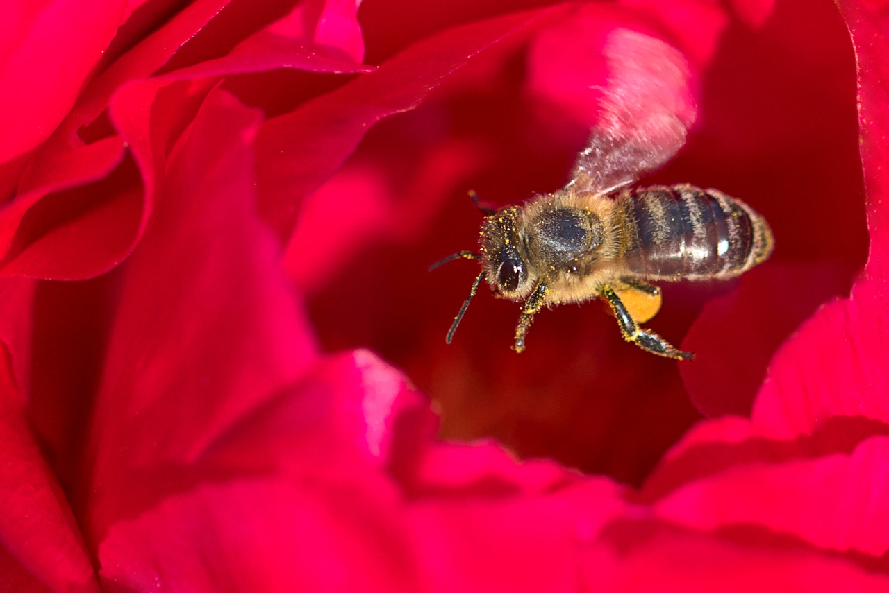 peony  bee  spring free photo