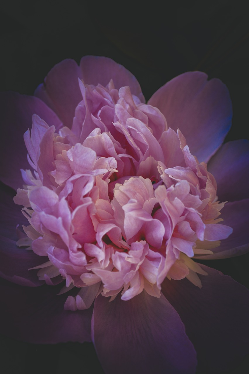 peony  flower  gloomy free photo