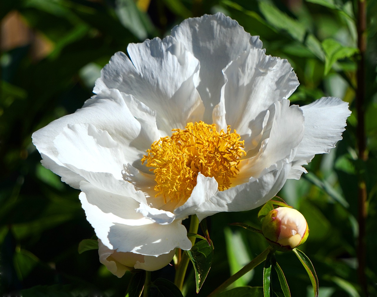 peony  blossom  bloom free photo