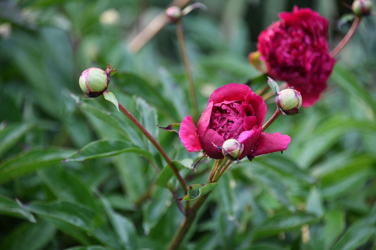 peony  flower  bloom free photo