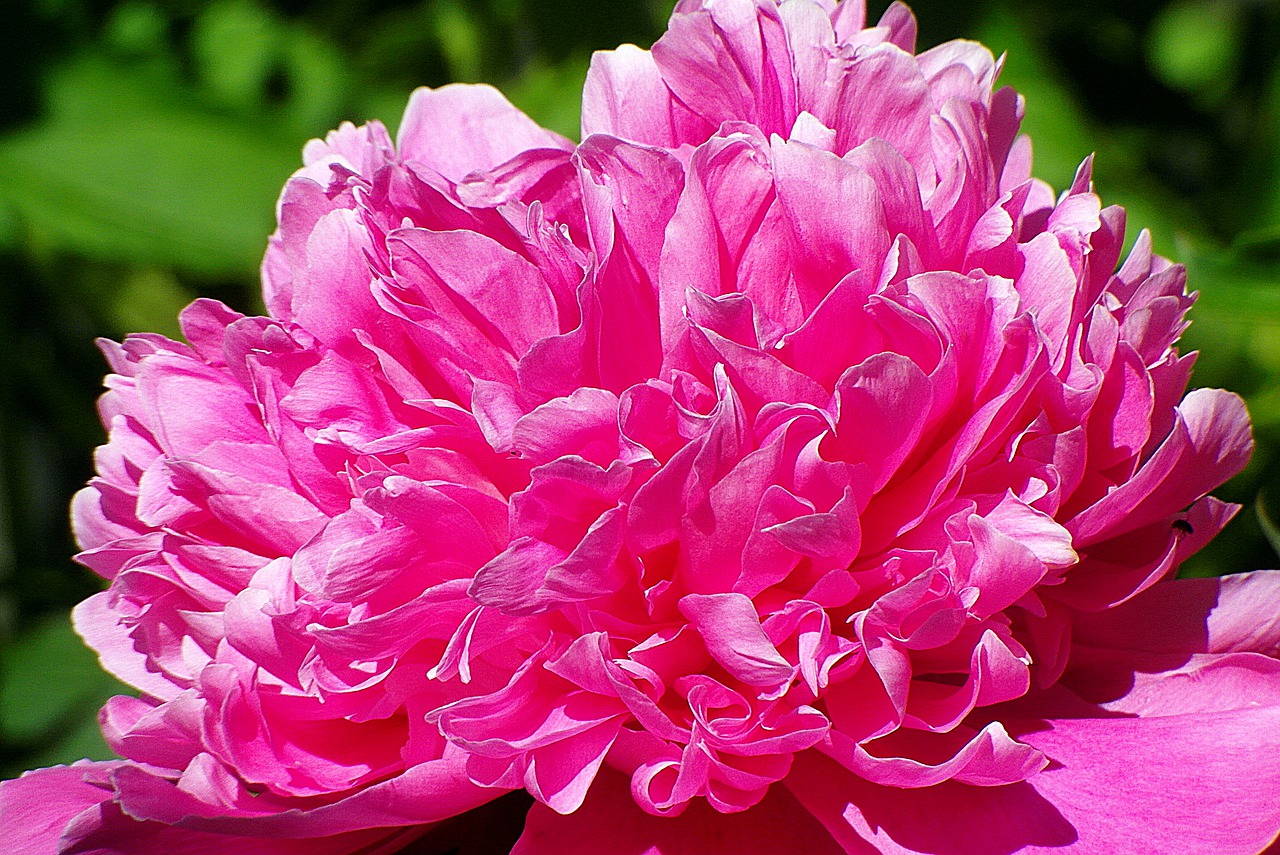 peony  flower  pink free photo