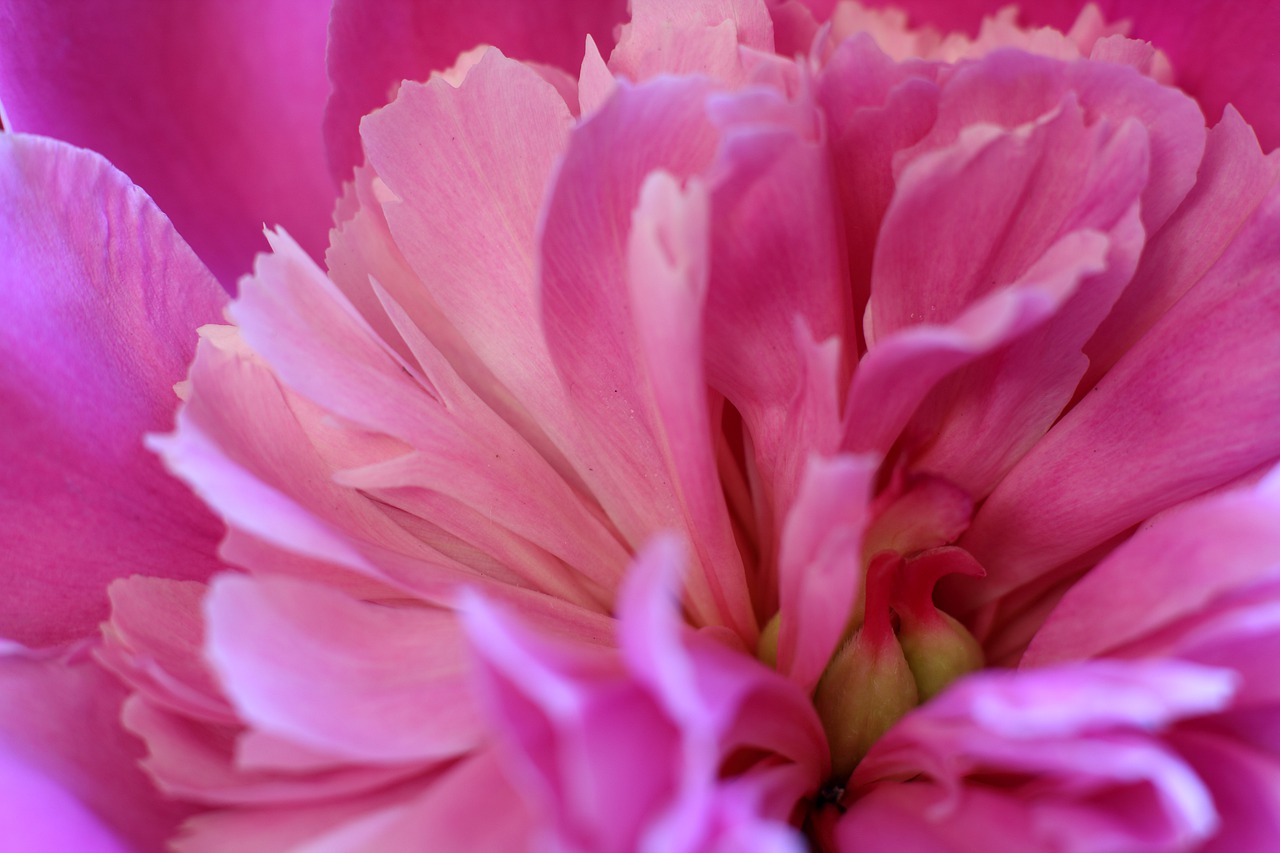 peony  peonies  flowers free photo