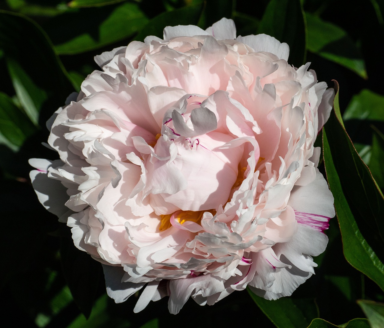 peony  blossom  bloom free photo