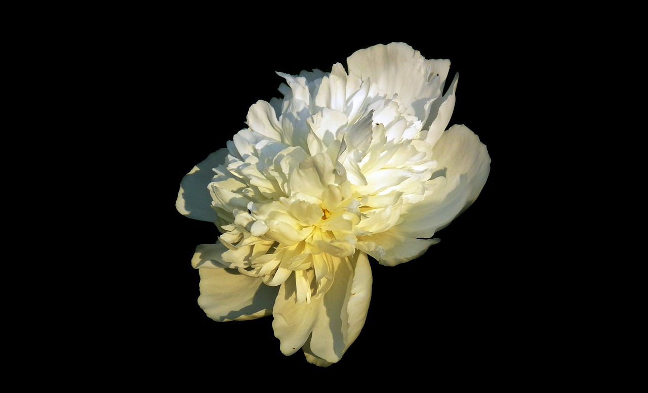 peony  flower  spring free photo