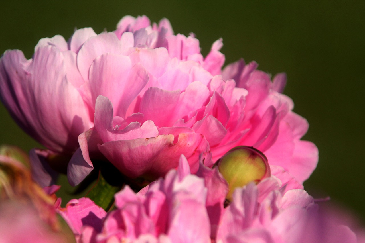 peony  garden  fulfillment free photo